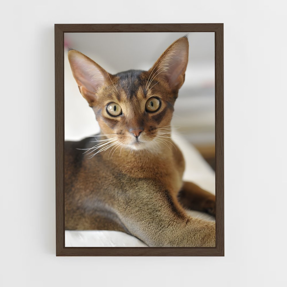 ap-abyssinian-3 cadre Bois foncé