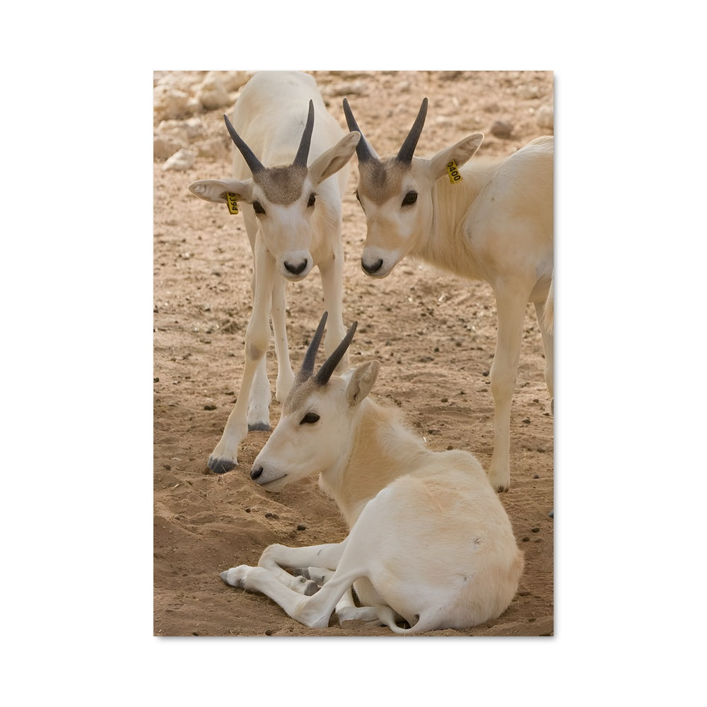 Poster Rêves de Chèvres