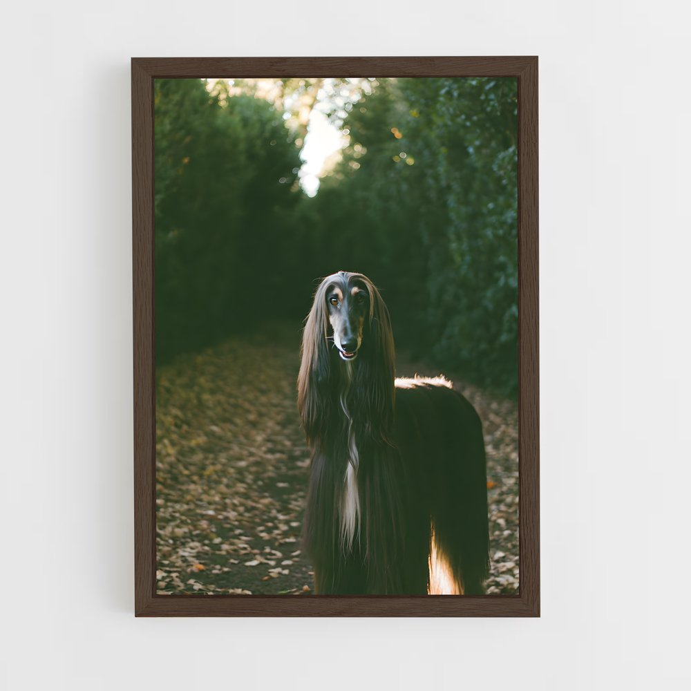 ap-afghan hound-5 cadre Bois foncé