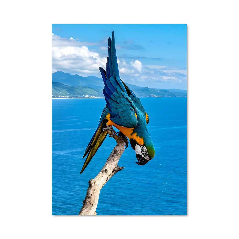 Poster La Danse des Couleurs