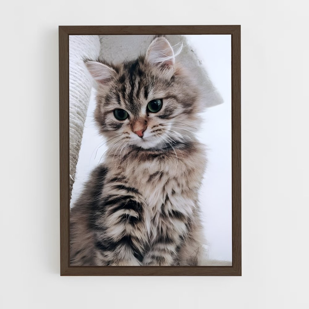 ap-american shorthair-2 cadre Bois foncé