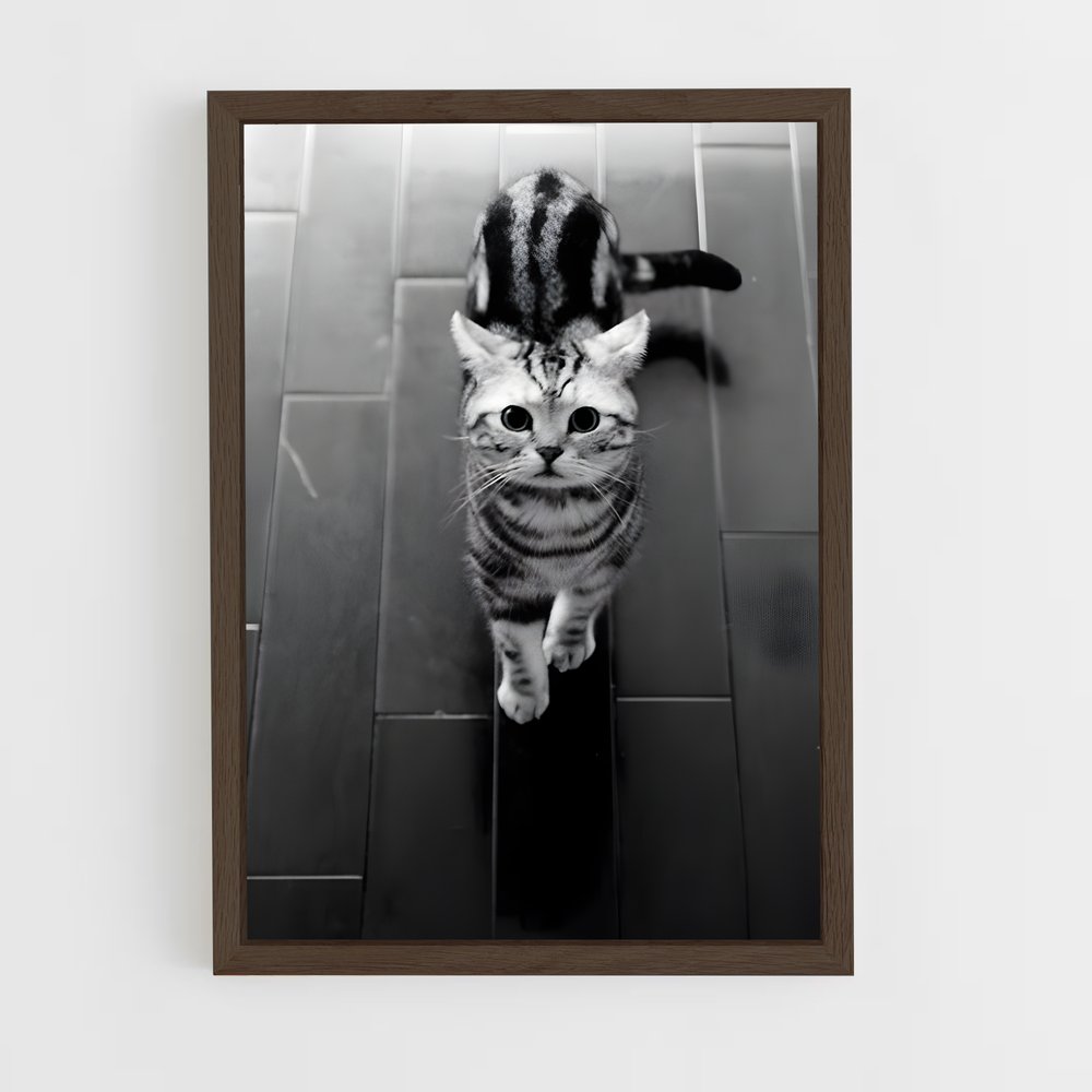 ap-american shorthair-3 cadre Bois foncé