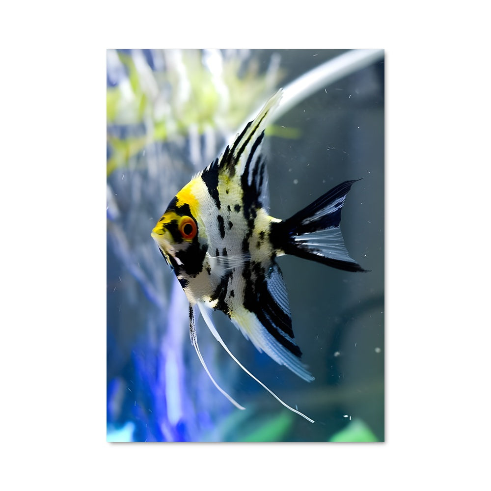 Poster Angelfish 83027