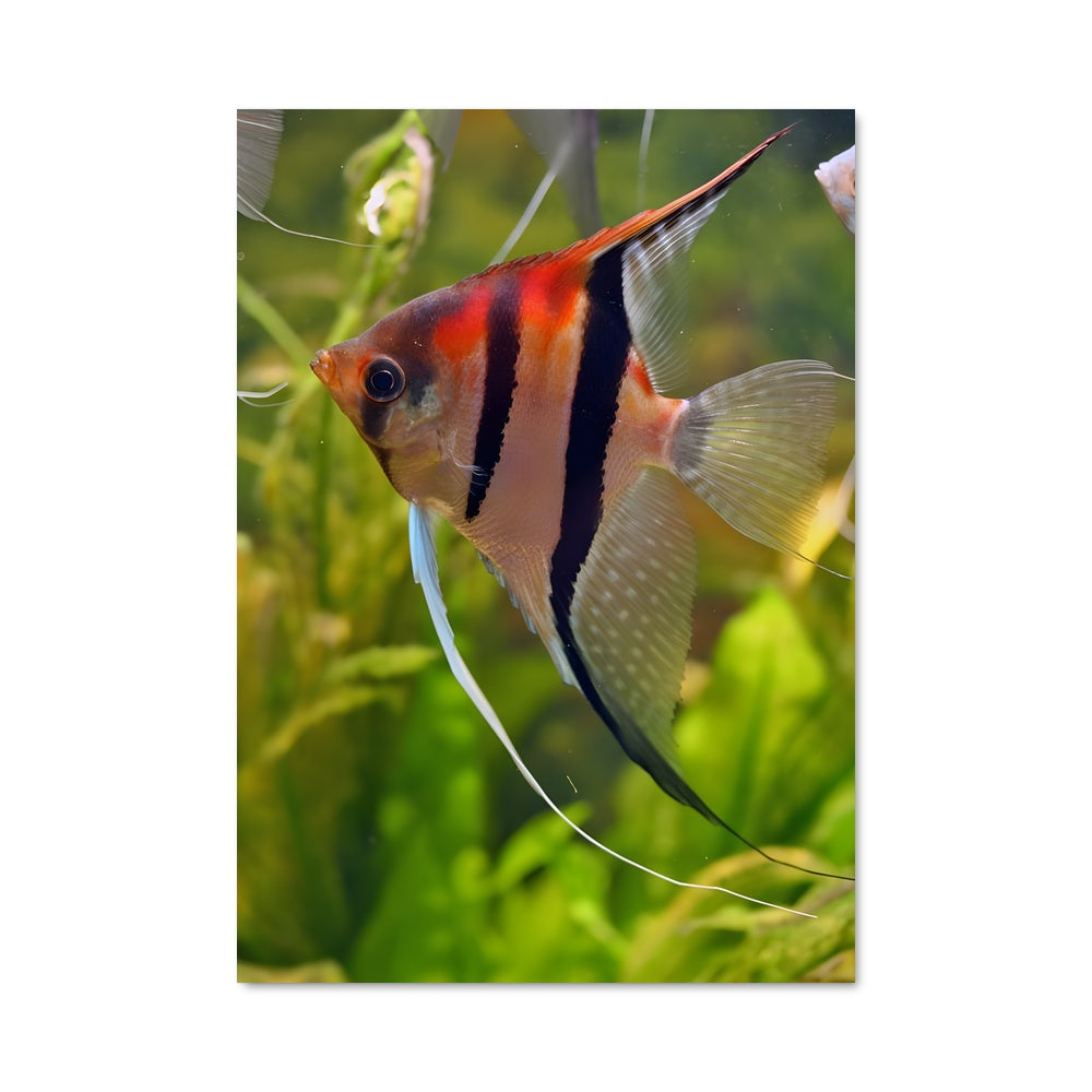 Poster Angelfish Enchanté