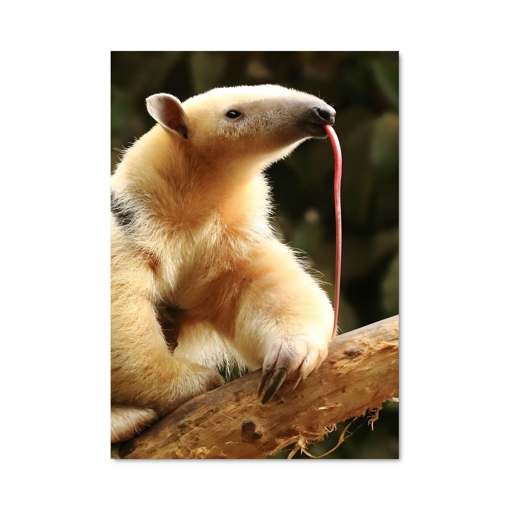 Poster L'Antilope Rougie