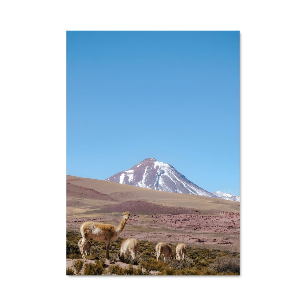 Poster Llamas en Liberté