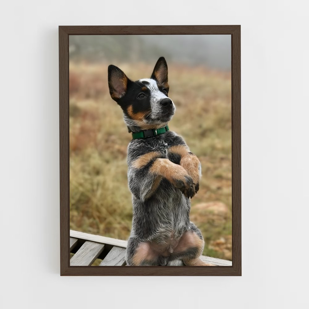 ap-australian cattle dog-2 cadre Bois foncé