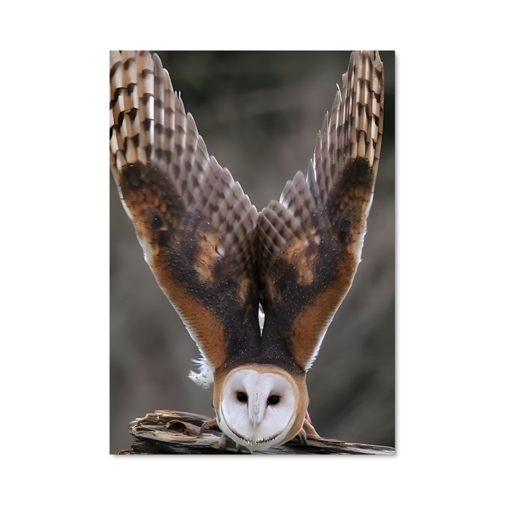 Poster Hibou des Granges
