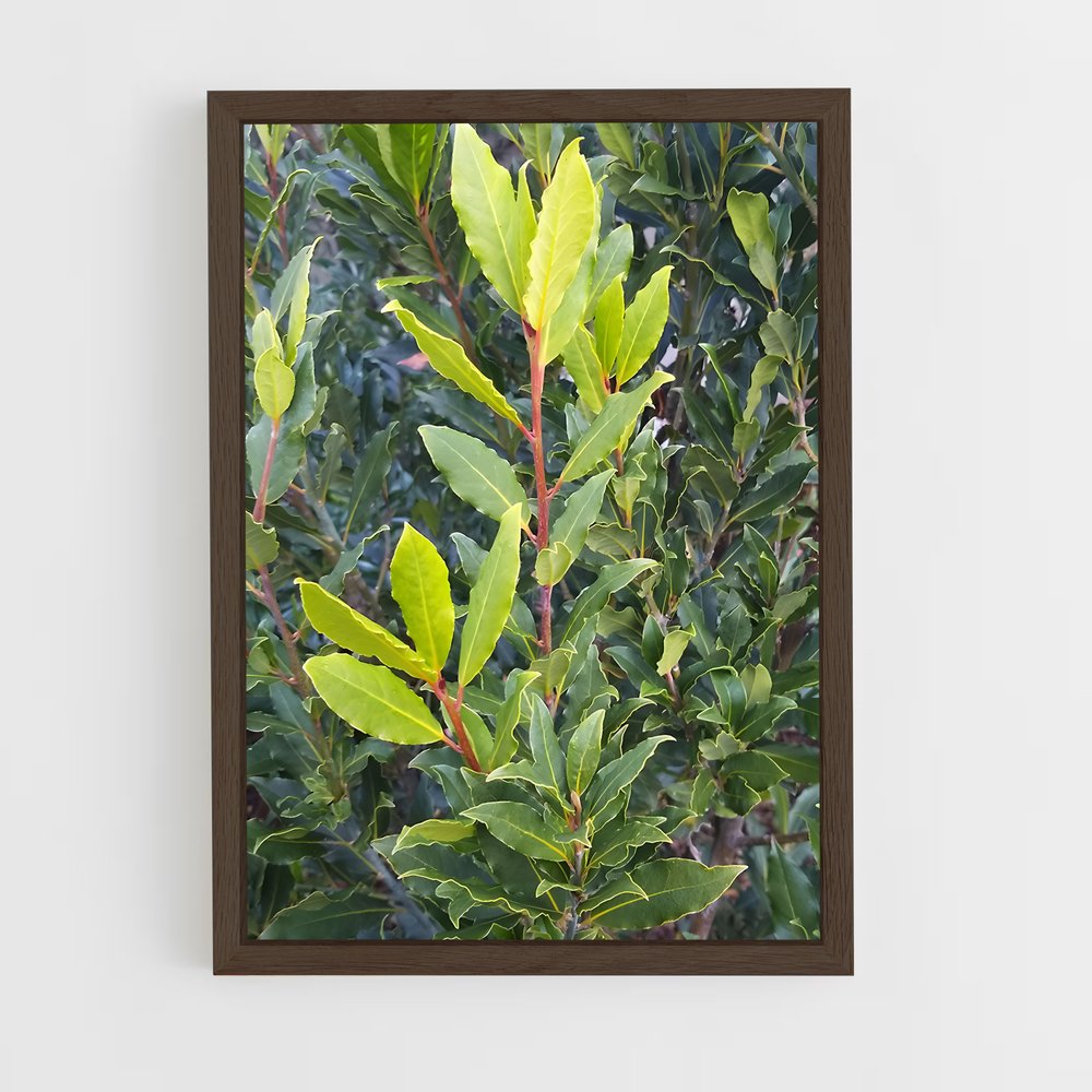 ap-bay leaves-5 cadre Bois foncé
