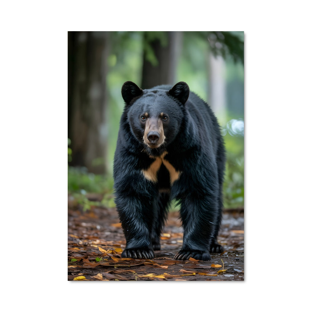 Poster Ours Nocturne