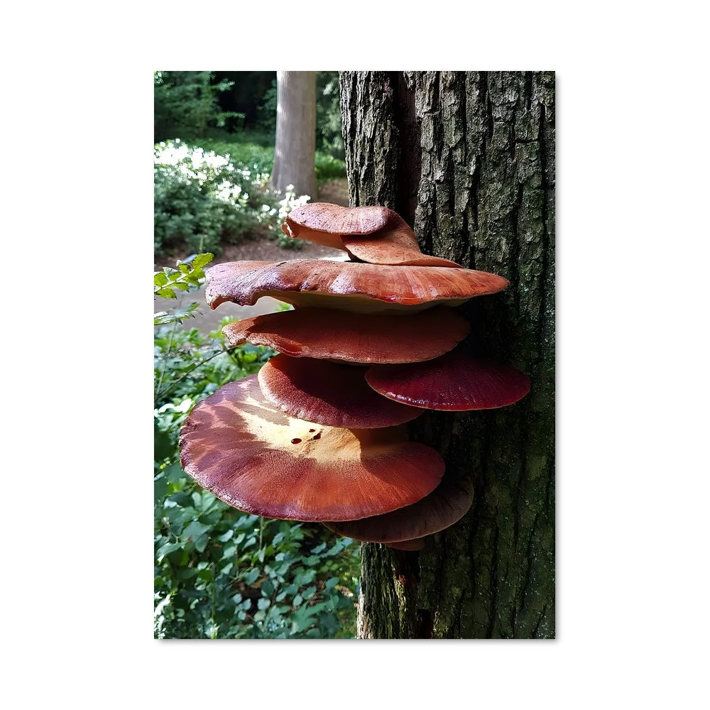 Poster Beefsteak fungus 94174