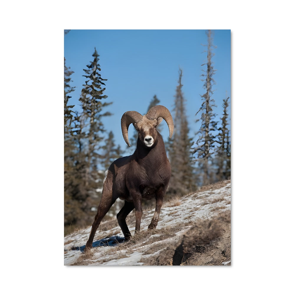 Poster La Force du Bighorn