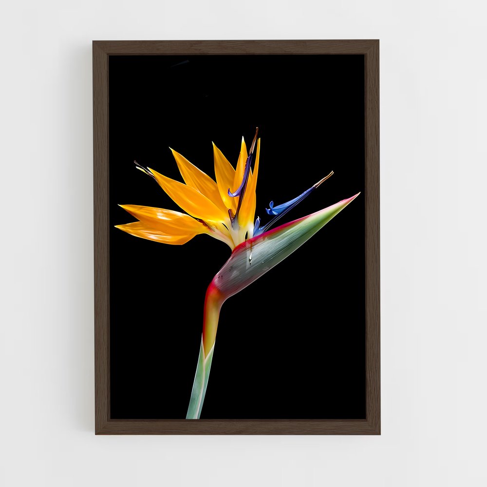 ap-bird of paradise-9 cadre Bois foncé