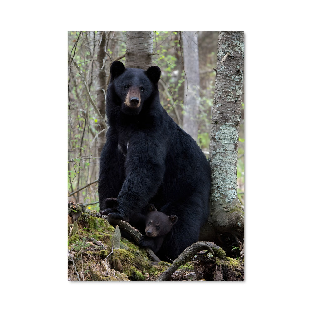 Poster Maman Ourse et Son Cub