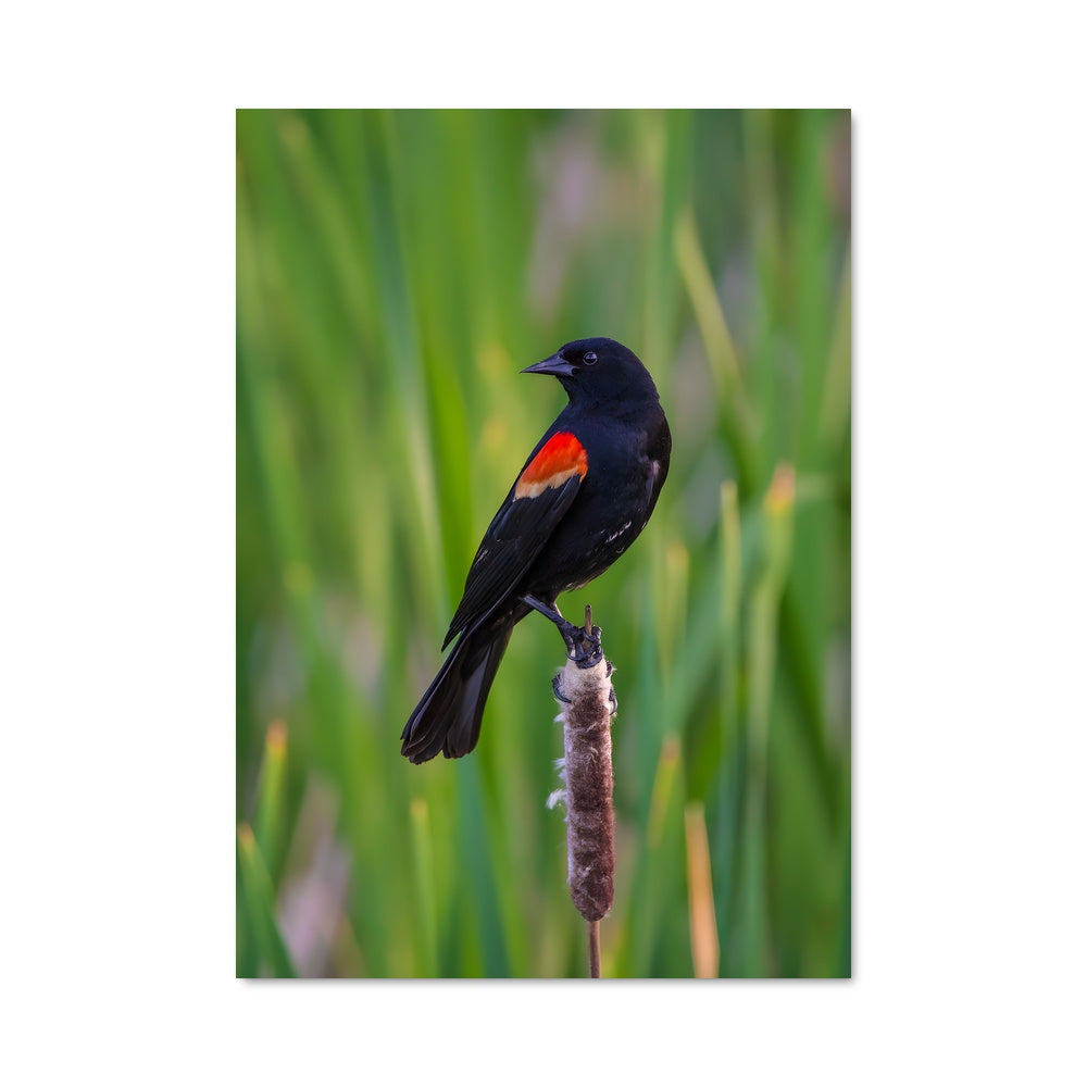 Poster Oiseau Sombre