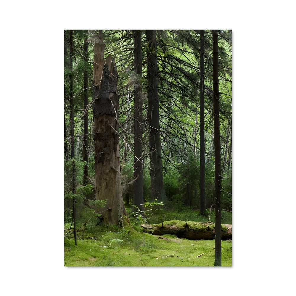 Poster Forêt Boréale