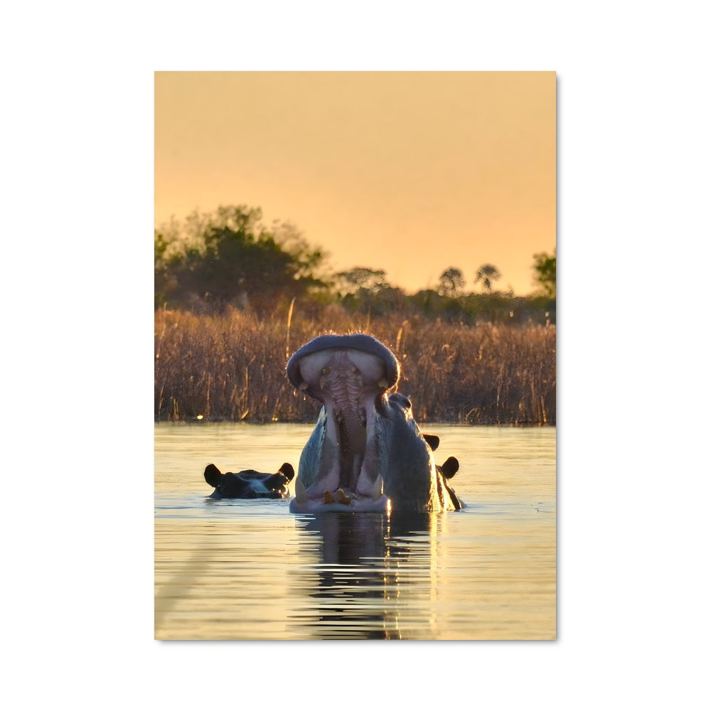 Poster Hippopotame Aquatique