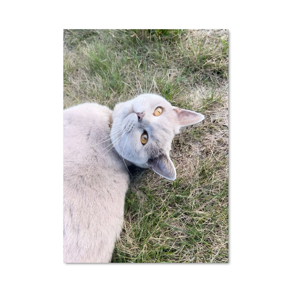 Poster Paresse Royale