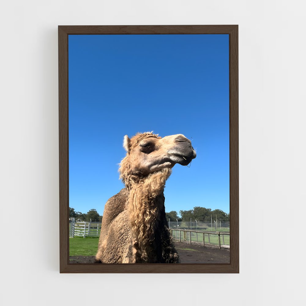 ap-camel-2 cadre Bois foncé