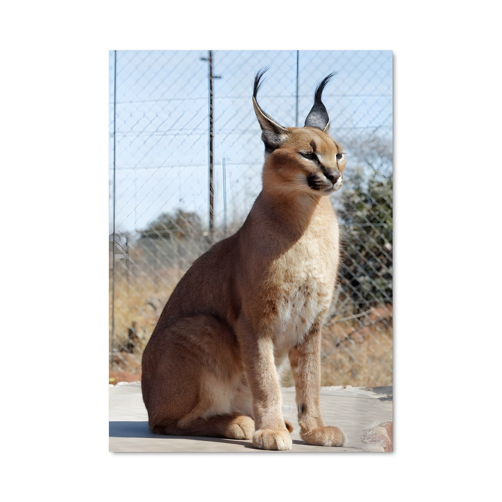 Poster Caracal Sur le Trône