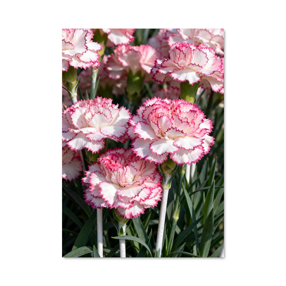 Poster Carnation 96480