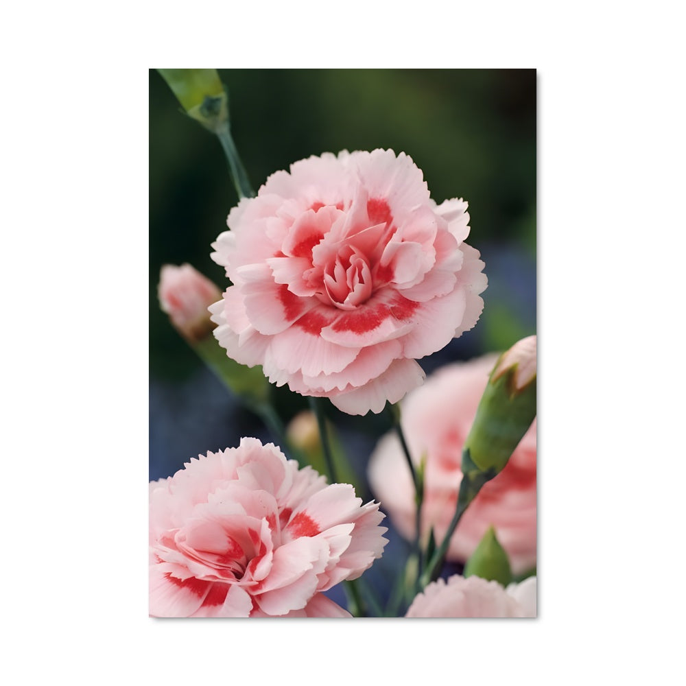 Poster Fleur de Pivoine