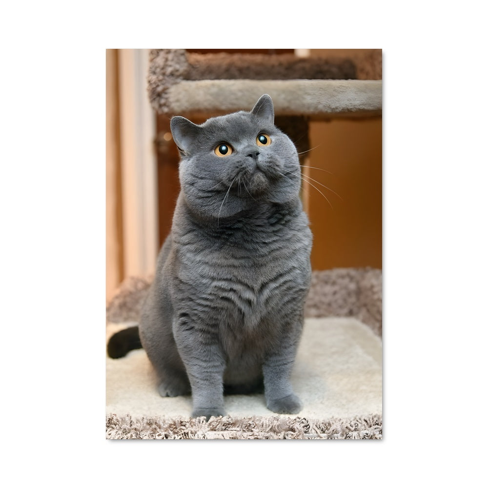Poster Chat Pacha