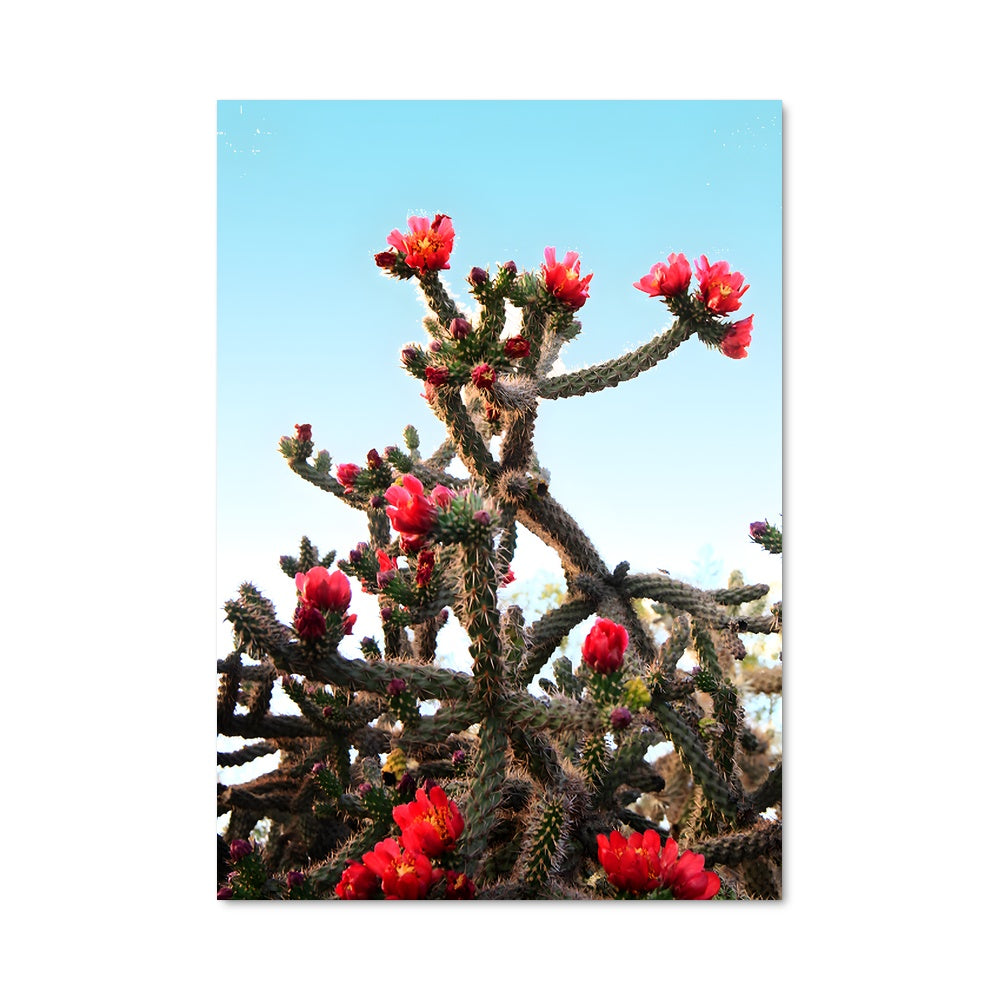 Poster Fleur de Cholla