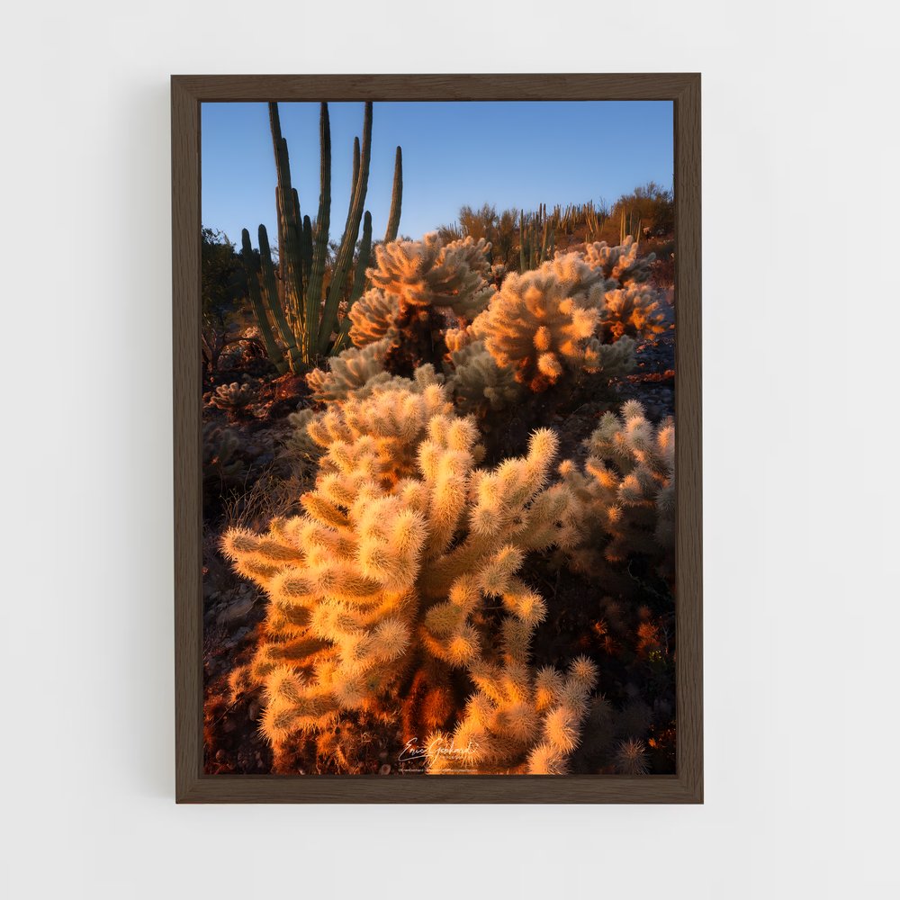 ap-cholla-3 cadre Bois foncé