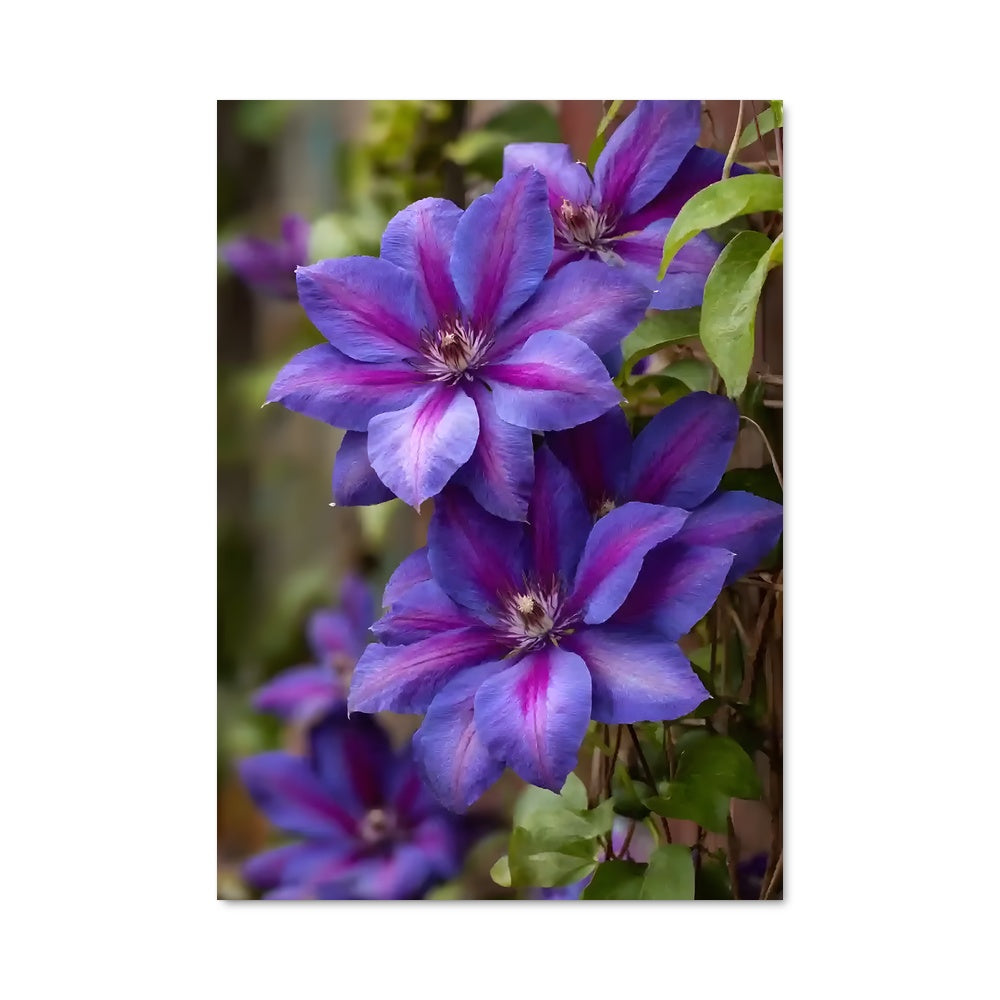 Poster Clematis 96489