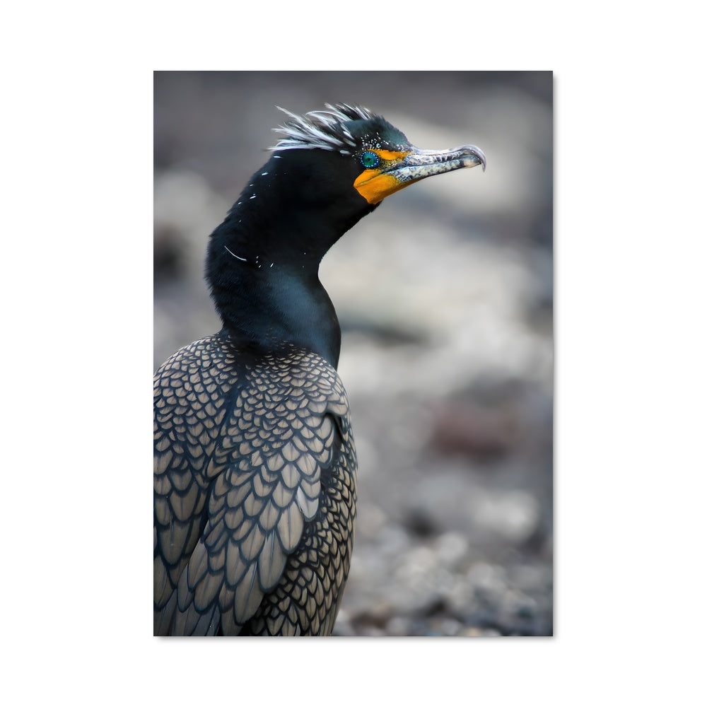 Poster Le Cormoran Mystique