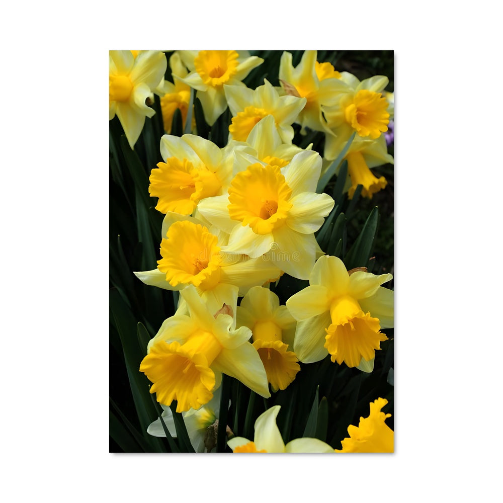 Poster Tournesol Radieux