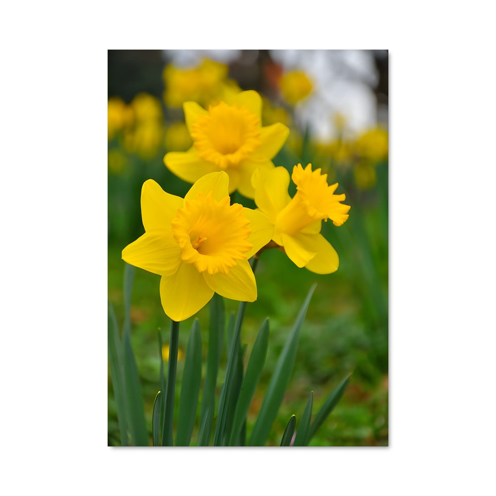 Poster Bouquet de Jonquilles
