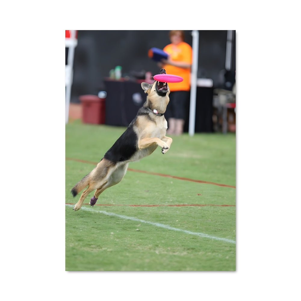 Poster Disc Dog Superstar