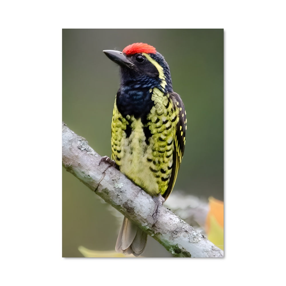 Poster L'Oiseau Éclatant