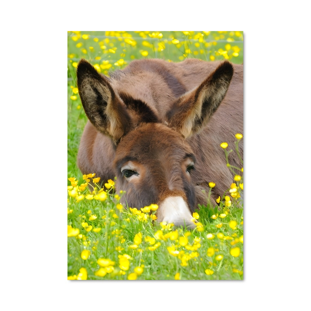 Poster Donkey Dreamer