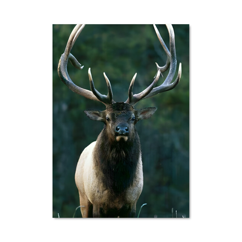 Poster Le Roi des Bois