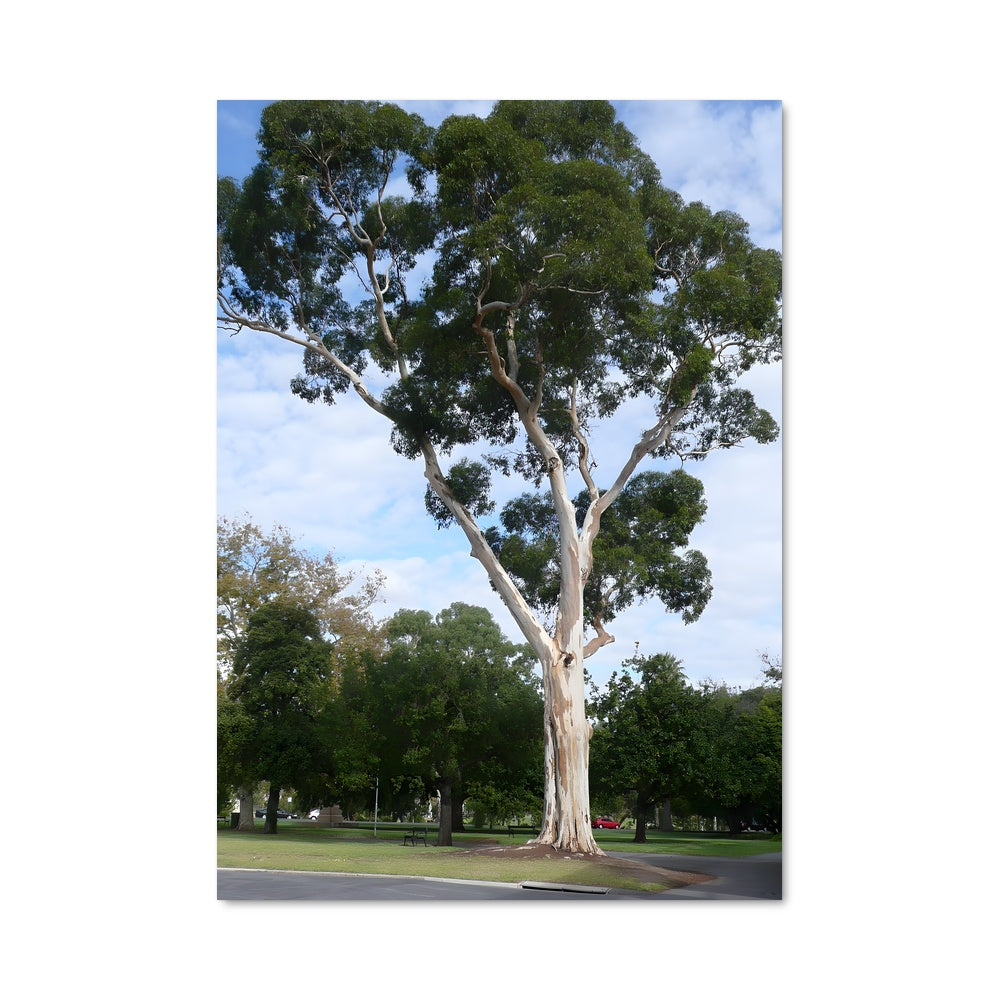 Poster Écorce Élevée