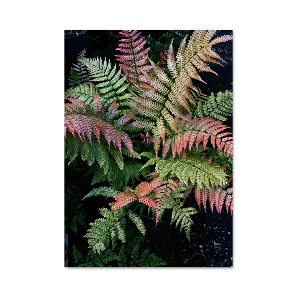 Poster Fougères Écarlates