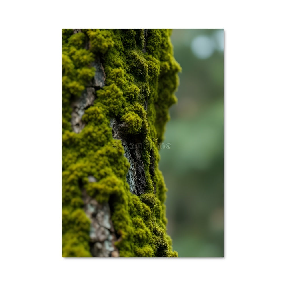 Poster La Mousse Enchantée