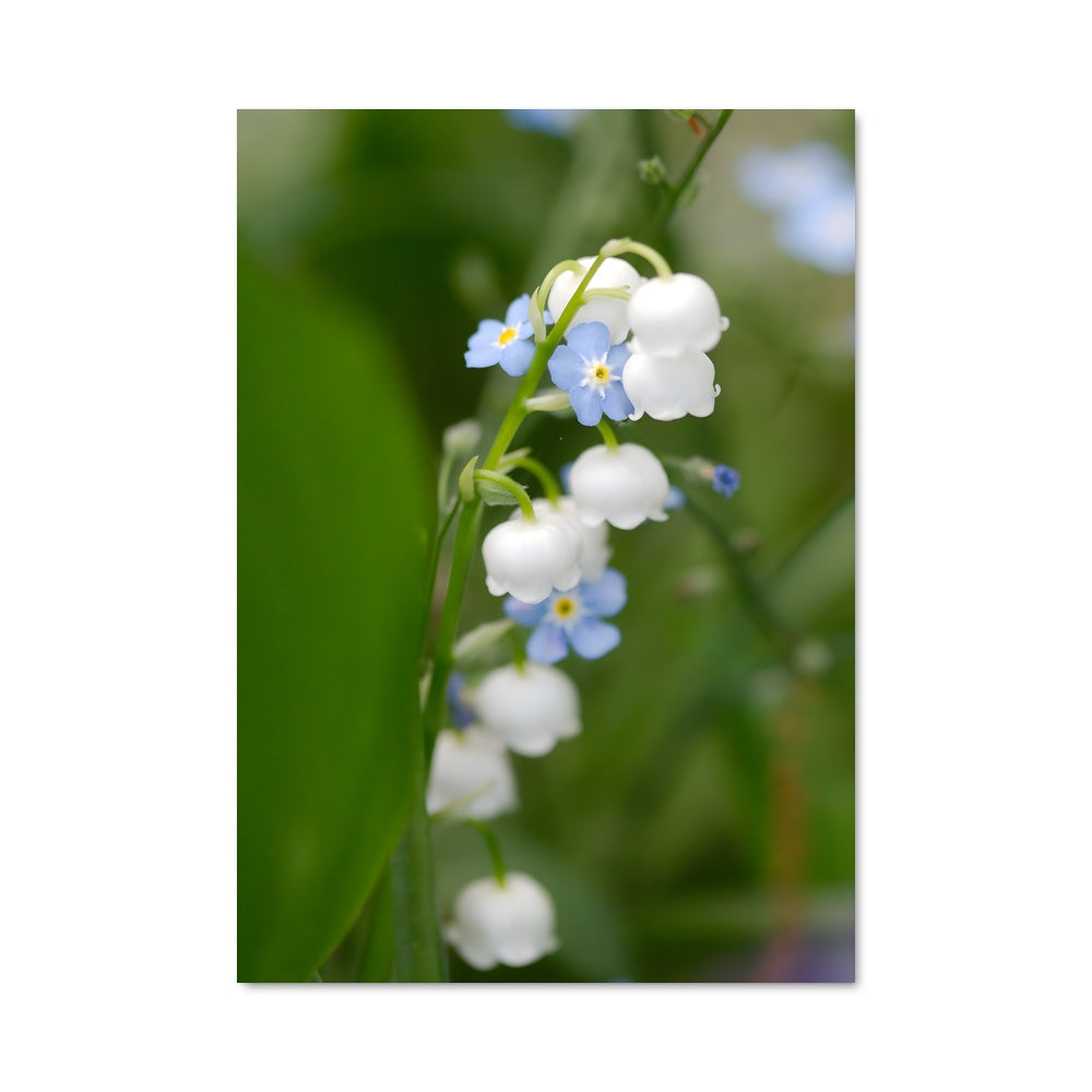 Poster Fleur de Souvenir