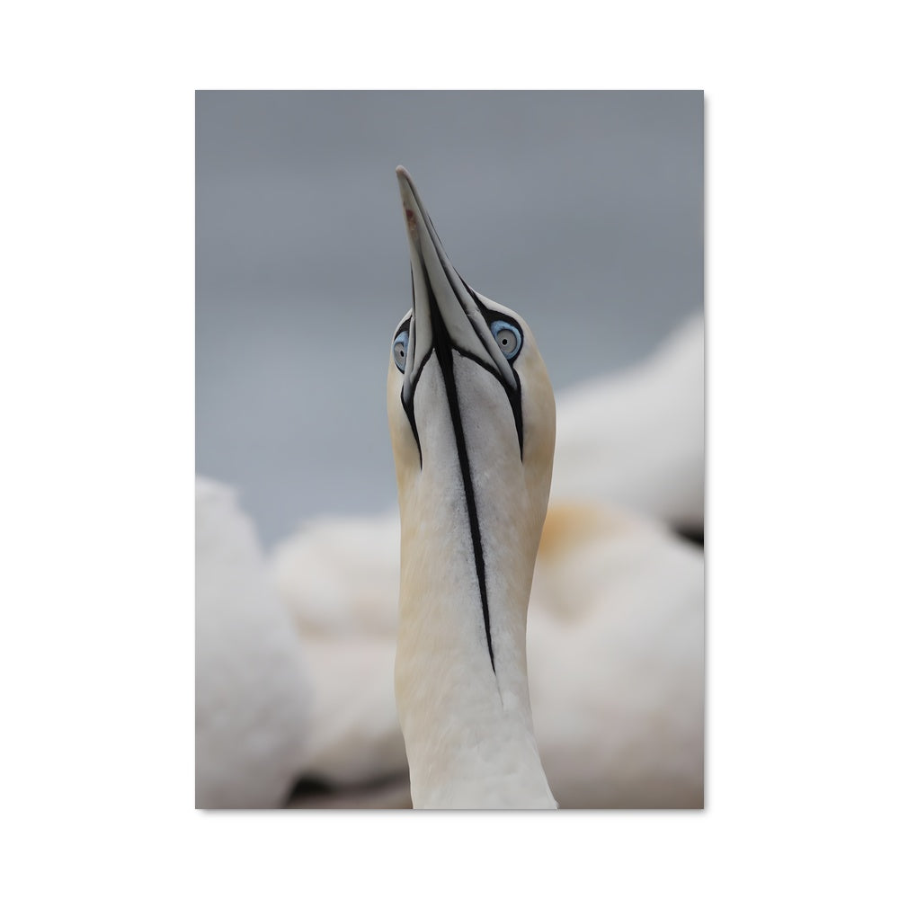 Poster Le Bec du Gannet