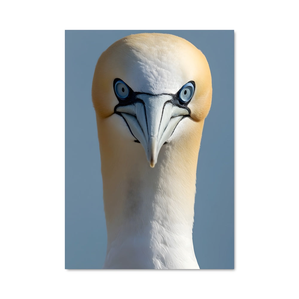 Poster L'Éclat du Gannet