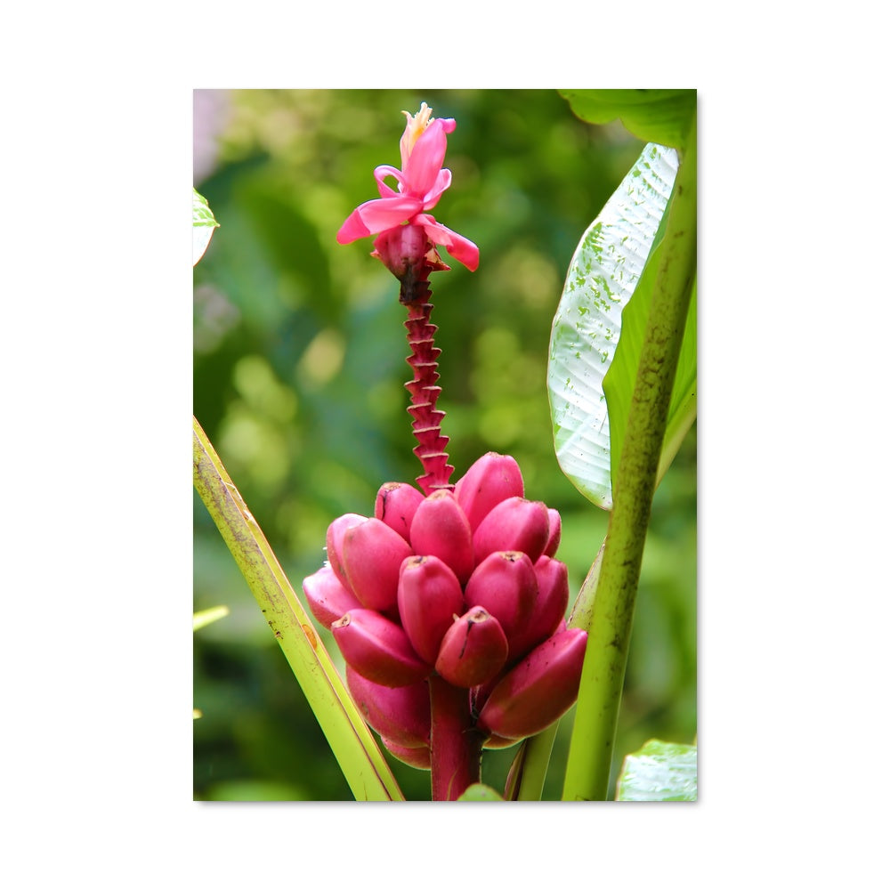 Poster Fleur du Géant Endormi