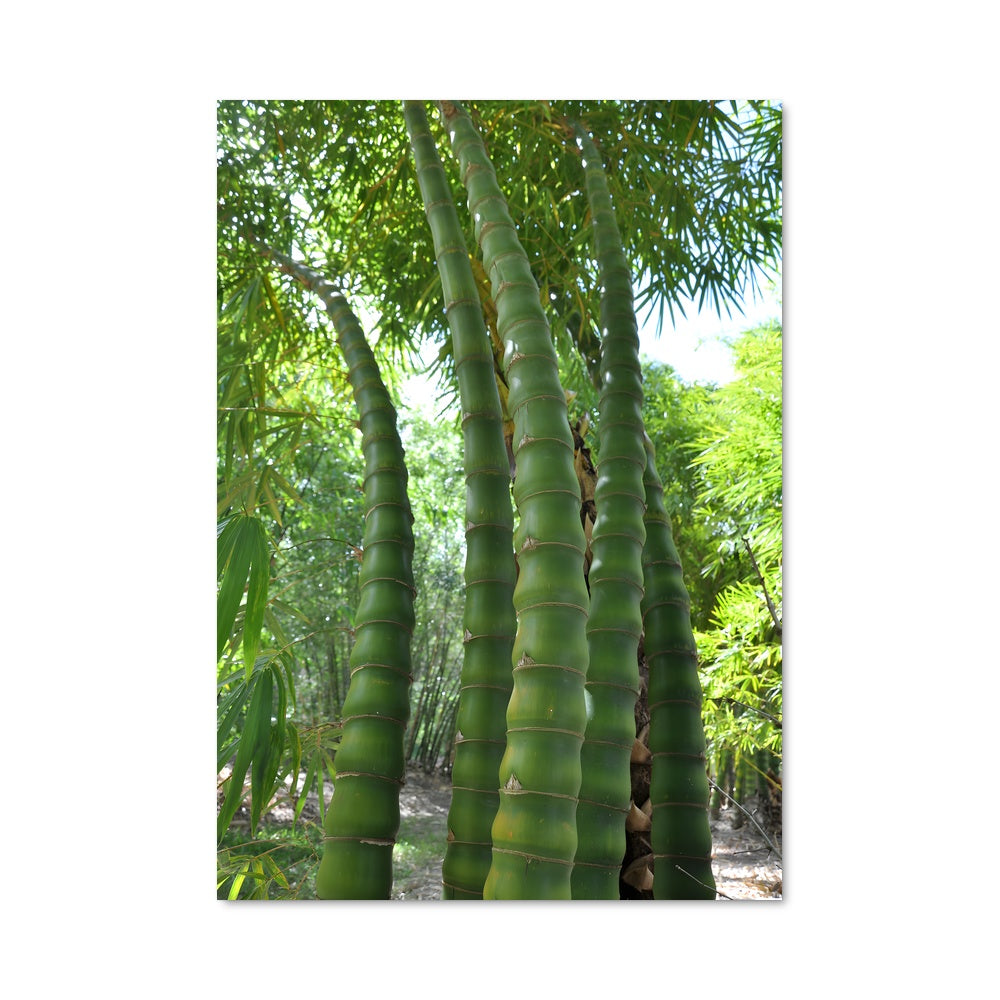 Poster Giant bamboo 96303