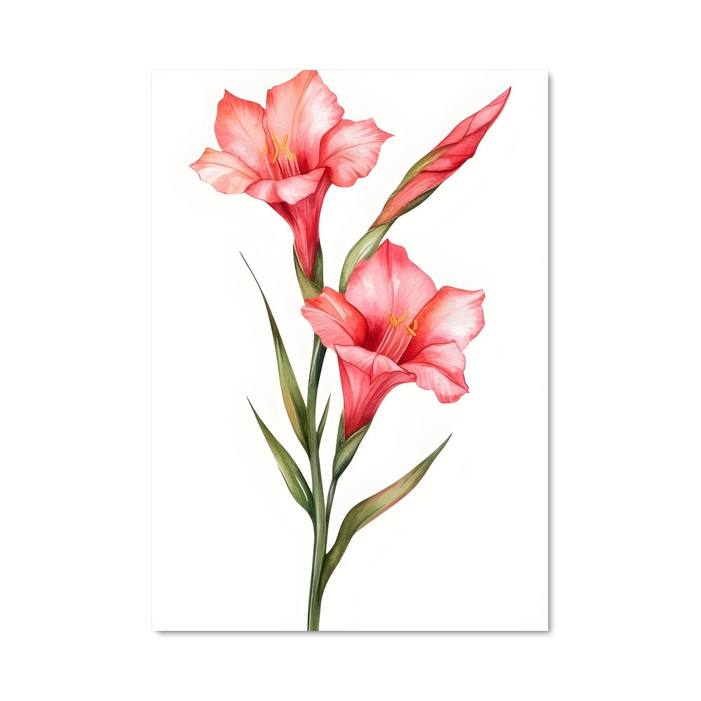 Poster Fleur de Gladiolus