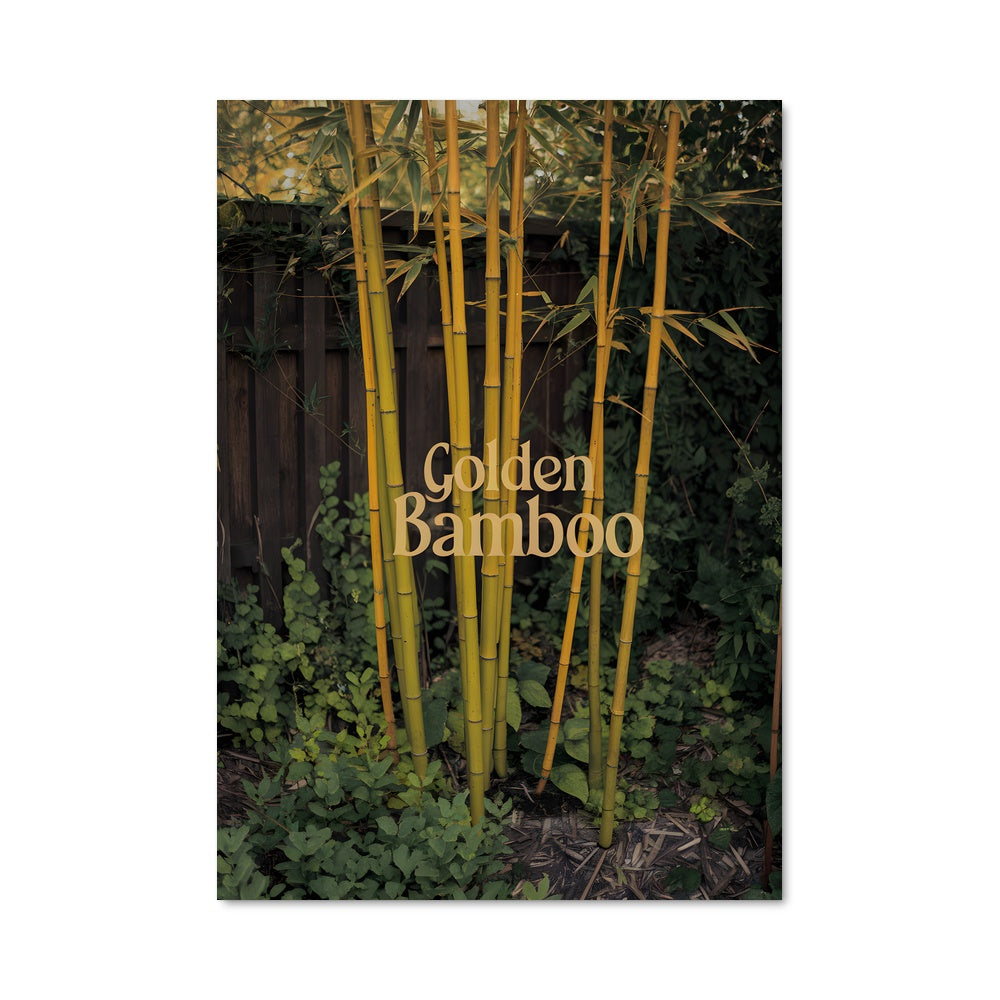 Poster Bambou Doré