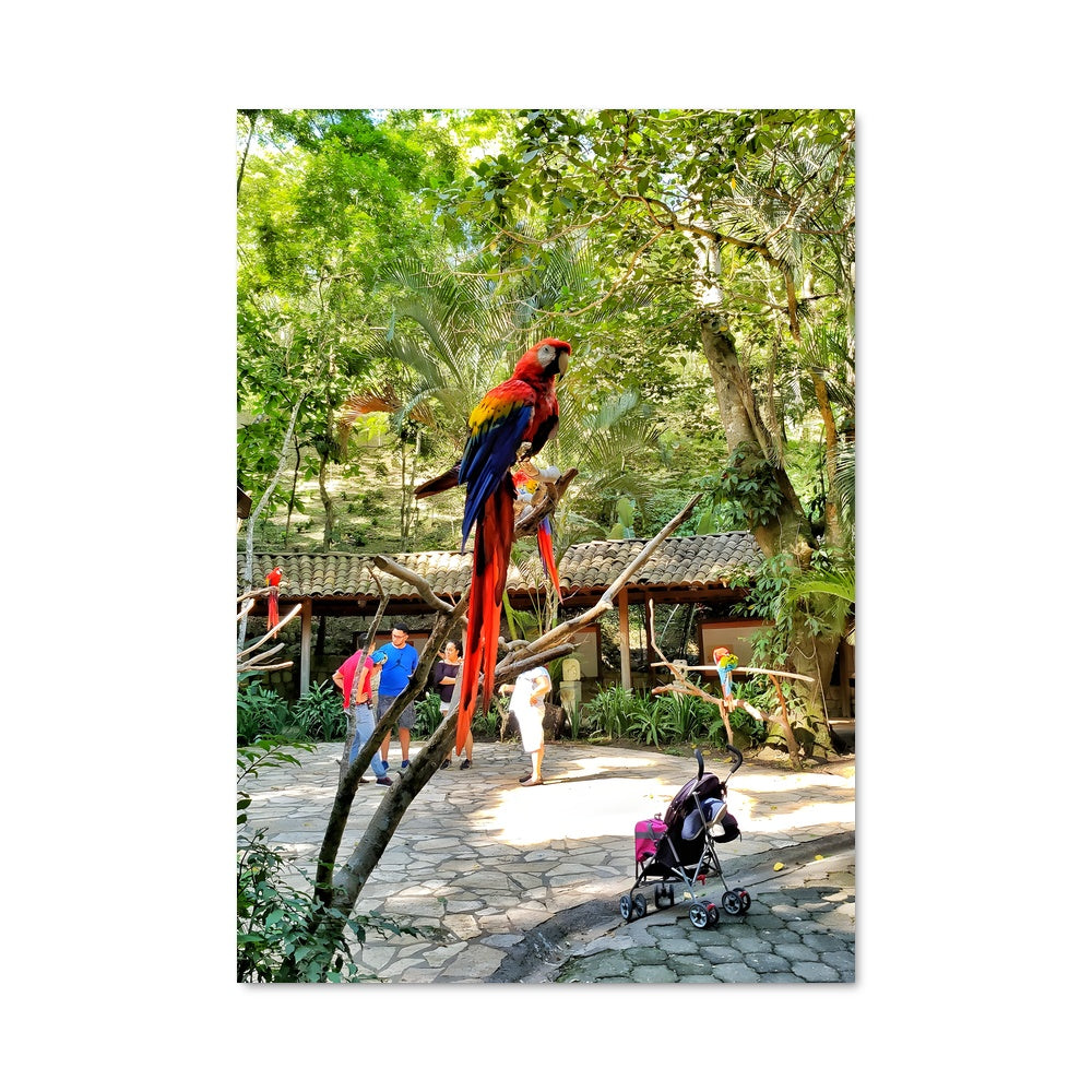 Poster Perroquet Tropical