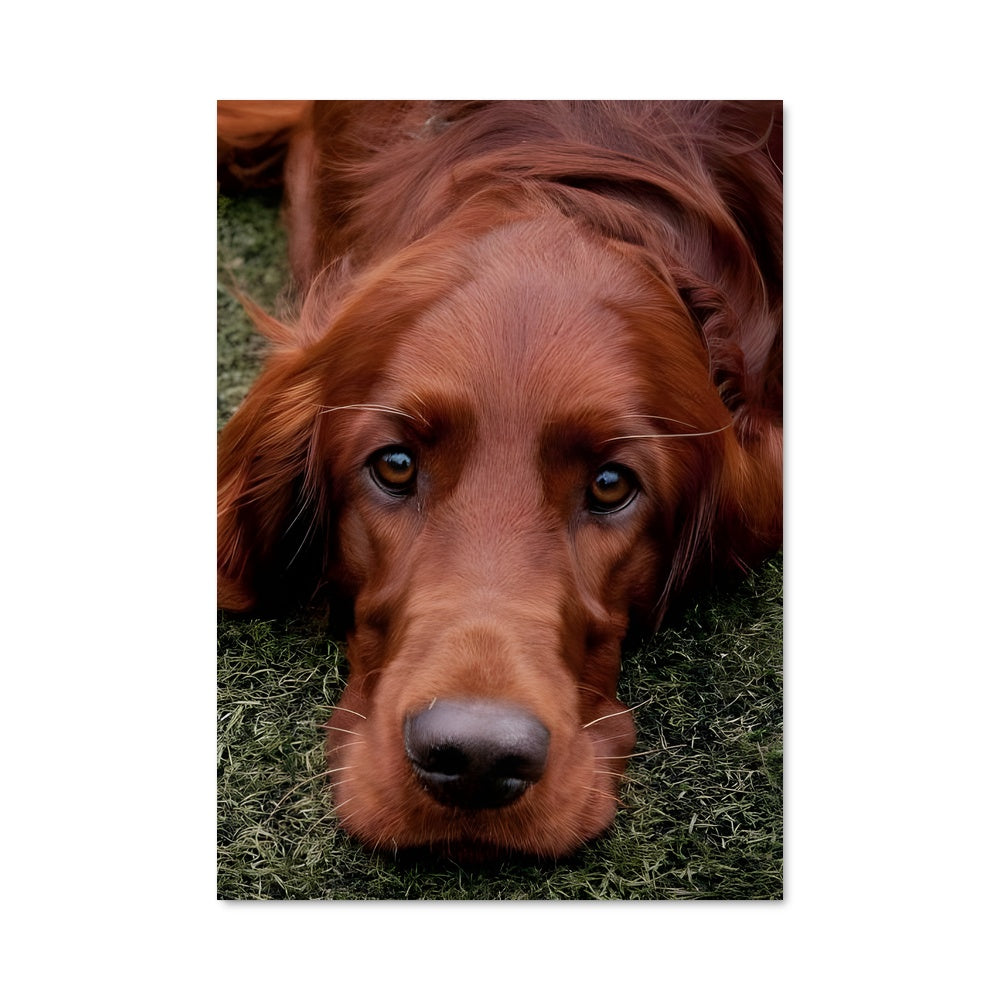 Poster Chiens de l'Herbe