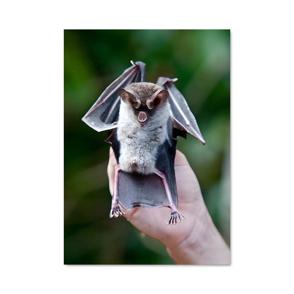 Poster Le Petit Chauve-souris